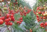 种植西红柿要施什么肥