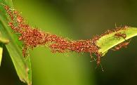 人工养殖蚂蚁