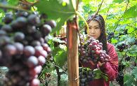 如何种出高品质葡萄