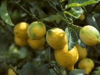 柠檬种植的土肥水管理