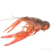 小龙虾寿命和繁殖次数
