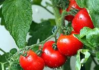 8种西红柿花果期提高产量品质的管理技巧