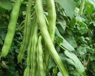 5招使芸豆种植有效促进开花提高结荚率