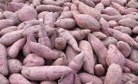 巴勒高山红薯种植技术要点及管理技术
