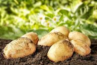 马铃薯无公害栽培技术