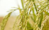 总结水稻优质高产栽培技术要点