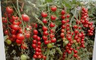 番茄种植需要注意的要点