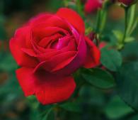 佳木斯市市花——玫瑰