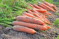 霜降后如何管理白菜、萝卜和胡萝卜