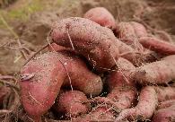 高效种植红薯和土豆