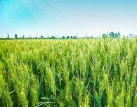 如何提高小麦和大蒜产量