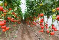 种植豆角、西红柿、辣椒、黄瓜时记住肥料五不施